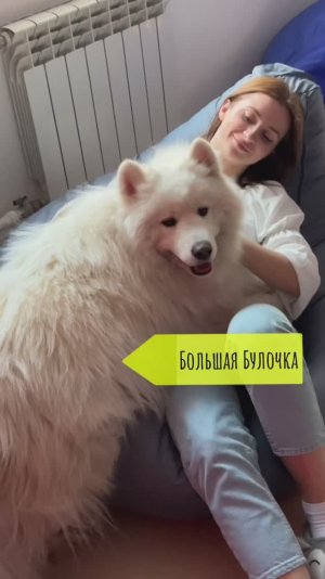 Большой малыш🦮