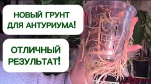 Вах! Какие корни растут в моем грунте для антуриумов! 19-11-2025