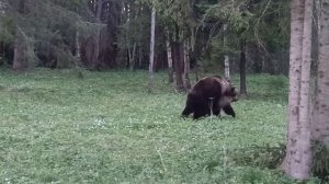 Животные.Брачный период у медведей гризли