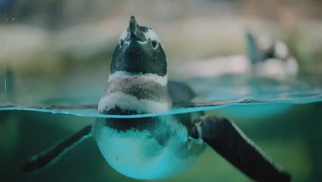 Животные, дикие морские обитатели и природа! 8K HDR смотреть онлайн