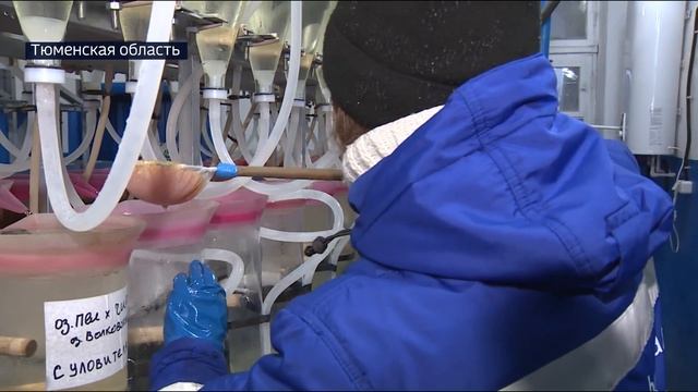 Икросбор_2025 смотреть онлайн