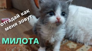 Милашки котята