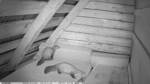 Куницы на чердаке 1 /10.2025