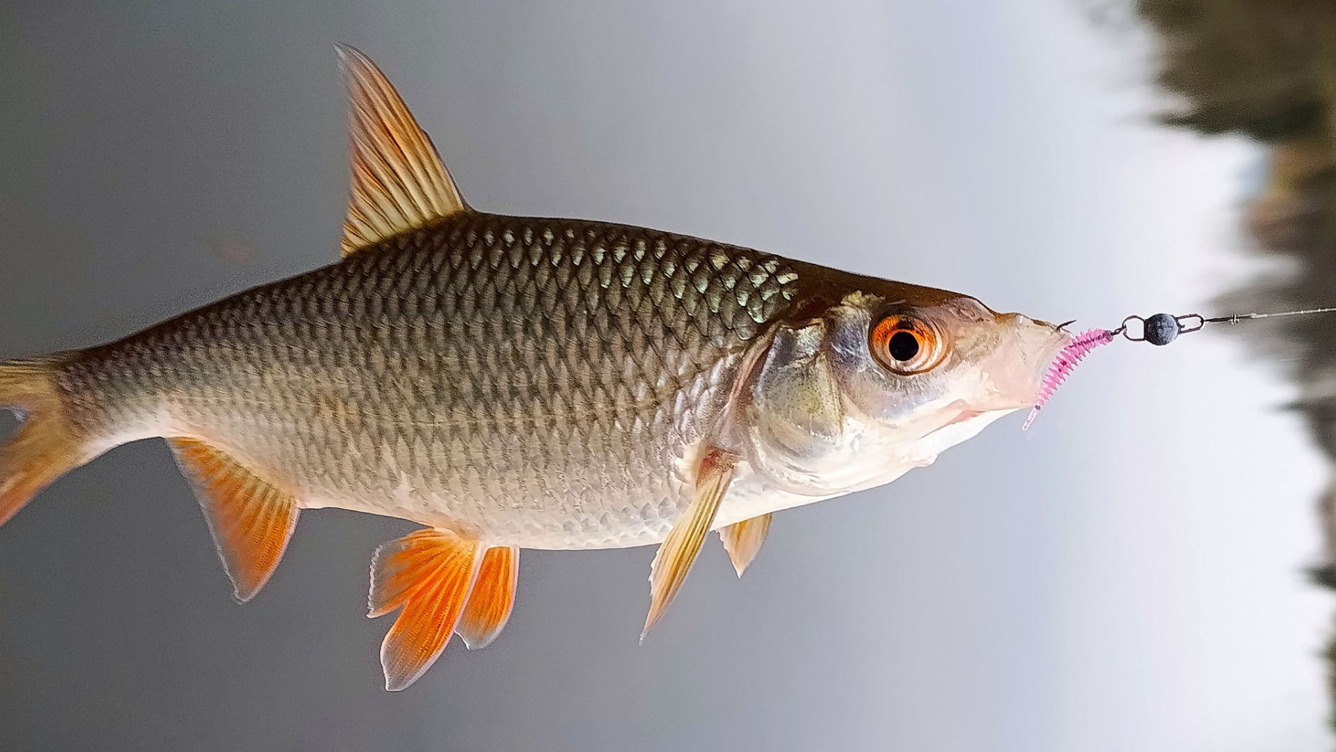 Микроджиг осенью на пруду перед морозами. Ловля окуня и не только. смотреть онлайн