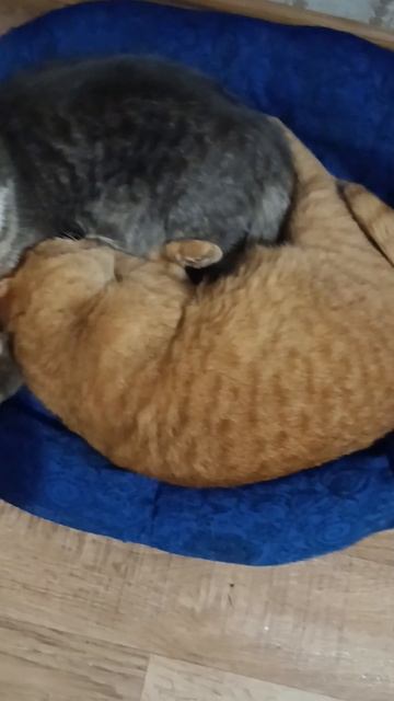 Очень удобная лежанка 🐱😀 смотреть онлайн