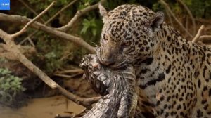 Ягуар мастерски поймал каймана в Амазонке
