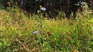 Муж без имени .