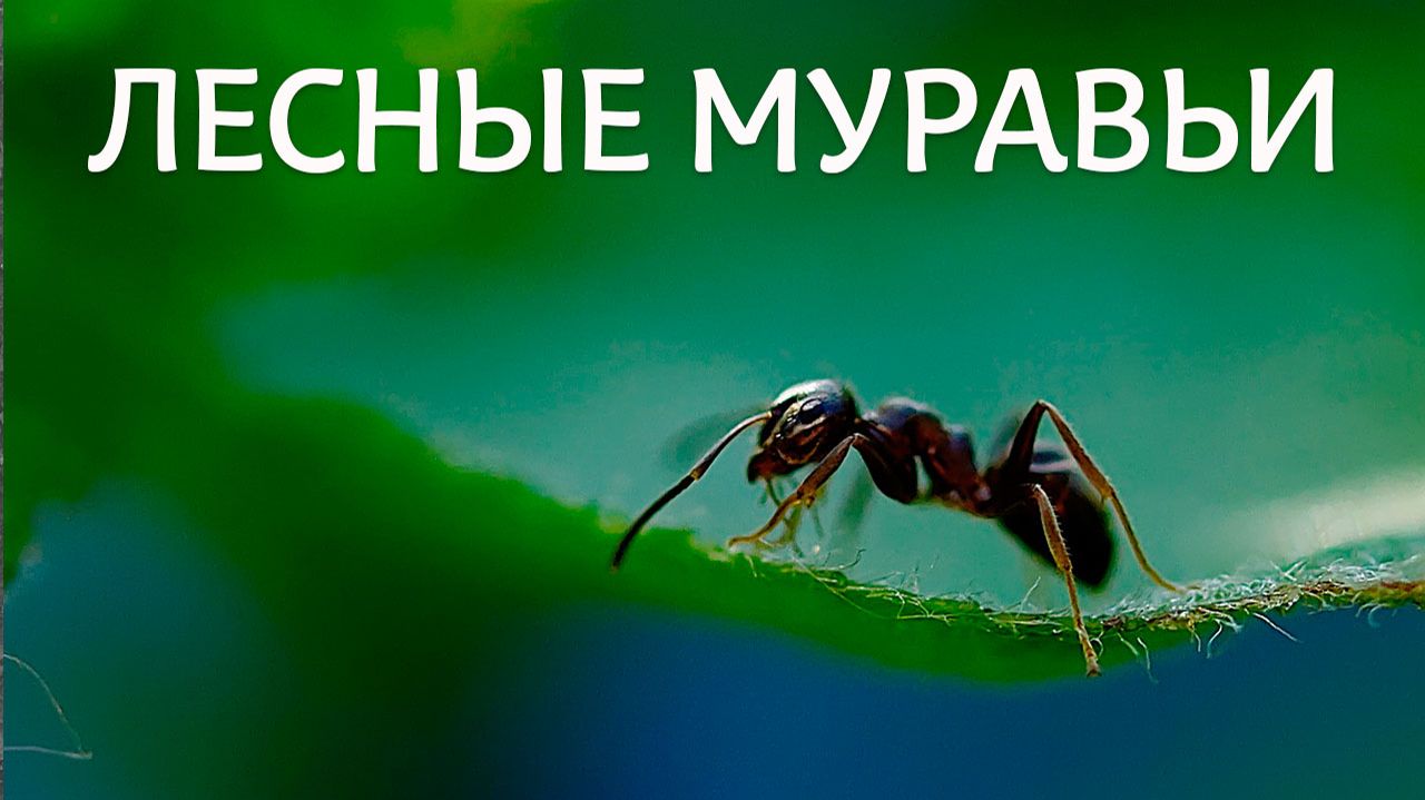 Лесные муравьи смотреть онлайн