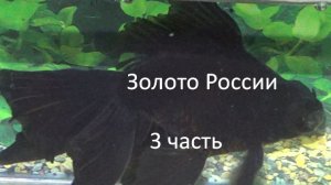Как отличить аквариумных рыбок от выращенных в пруду или бассейн?