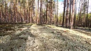 ГРИБНИК В ШОКЕ. НАШЁЛ МНОГО ЦЕННЫХ ГРИБОВ. ЗА ГРИБАМИ В ФИНЛЯНДИЮ. СБОР БОРОВИКОВ