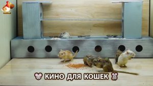 Видео для кошек про крысок развлекать питомцев 🐭🐀😂 (378)