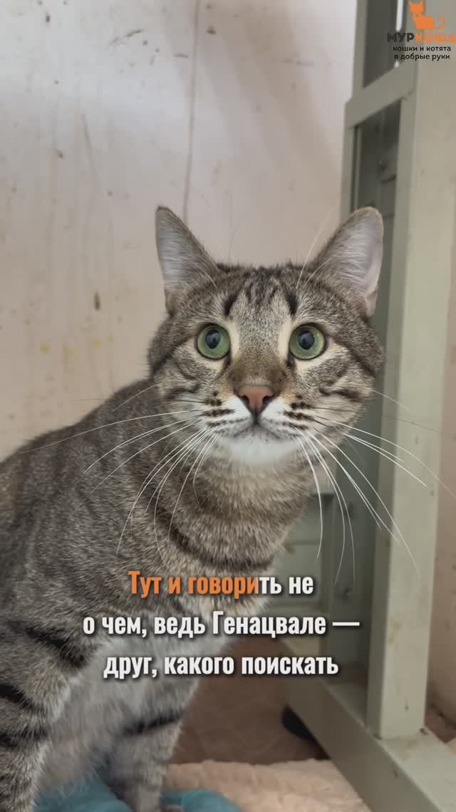 Генацвале ждёт вас в приюте #Муркоша смотреть онлайн