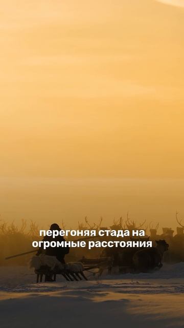 Американец приехал в Нарьян-Мар смотреть онлайн