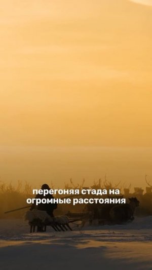 Американец приехал в Нарьян-Мар