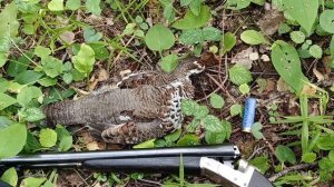 первые рябчики сезона