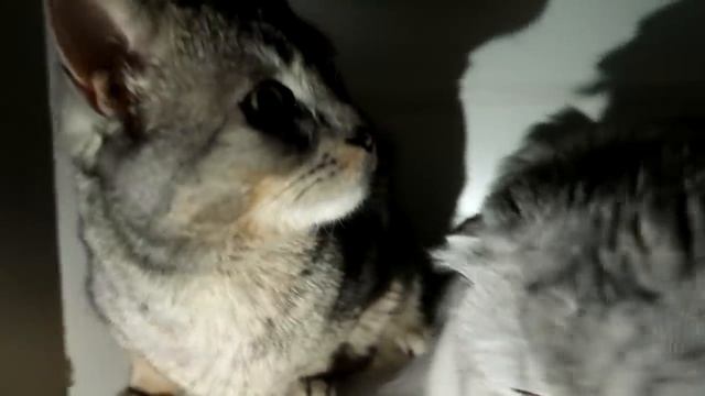 КОШАЧЬЯ ИСТОРИЯ УЖАСОВ 6 СЕРИЯ | ЧЁРНАЯ ВАЛЕНТИНКА смотреть онлайн