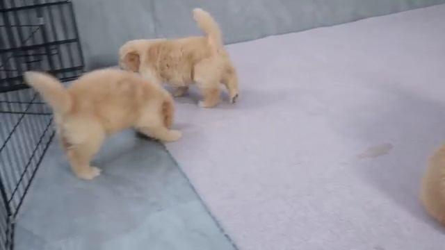 Овчарка убегает от щенков золотистого ретривера - 2025 год смотреть онлайн