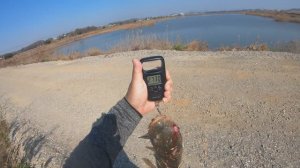 Сазаны на дергачч