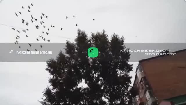 Голуби летают 2 под музыку Star Craft смотреть онлайн