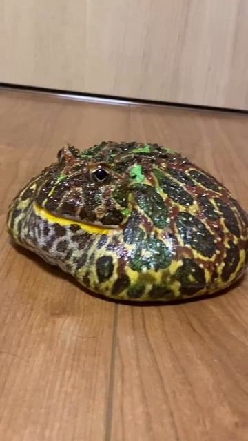 лягуфкя✨🌸 смотреть онлайн