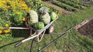 Как выращивать тыкву