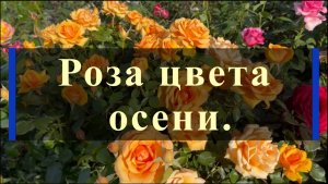 Роза цвета осени.