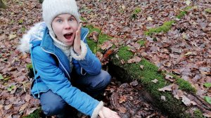 ГРИБЫ  в НОЯБРЕ! Нашли КРАСНОКНИЖНЫЕ ГРИБЫ!