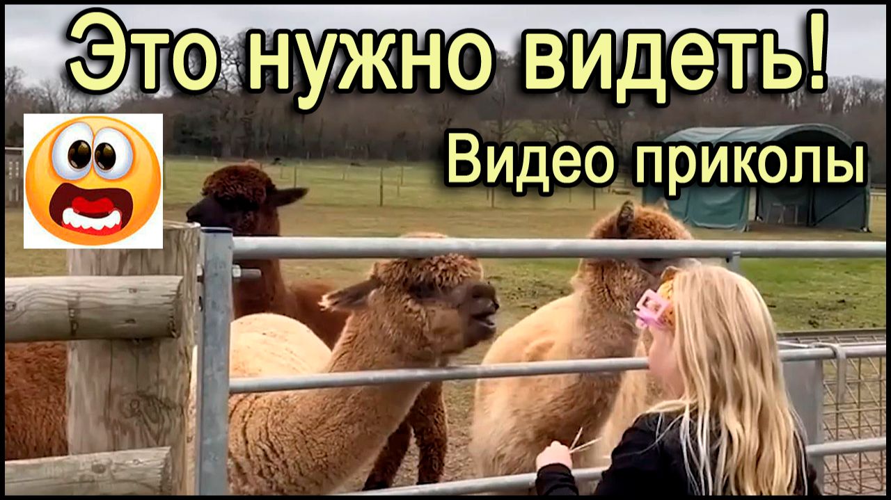 Смешное видео с животными и людьми.