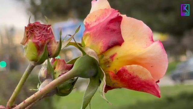 🌿 Керченские розарии готовят к зиме смотреть онлайн