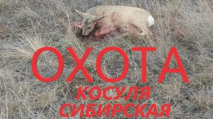 ОХОТА НА КОСУЛЮ СИБИРСКУЮ С ПОДХОДА