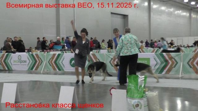 Расстановка класса щенков смотреть онлайн