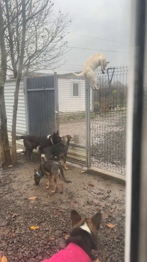 #приколы #юмор #прикол #смешно #собаки #собака #щенок #щенки #топ #топчик #роликдня #видеодня #лучше