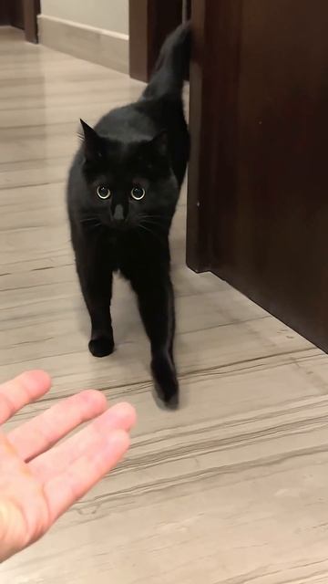 УРА‼️Первый контакт‼️ #кот #котики #питомец #москва #домашниеживотные #кошка #мяу #россия #блогер смотреть онлайн