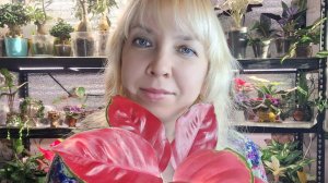 Пересадка новой аглаонемы и суккулентов