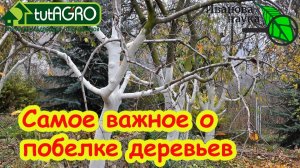 ВСЁ, ЧТО НУЖНО ЗНАТЬ О ПОБЕЛКЕ ДЕРЕВЬЕВ! Чем, когда и как белить деревья. Лечебная краска для сада.