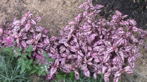 ЦВЕТОК В КРАПИНКУ из КОМНАТЫ НА КЛУМБУ, ГИПОЭСТЕС