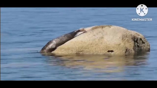 мы родились в Сибири//смотреть всем//новая афера//обзор канала смотреть онлайн