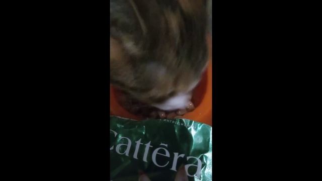 Влажный корм для кошек Cattera смотреть онлайн