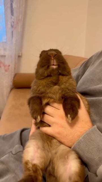 Крольчанский смотреть онлайн