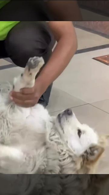 Так балийцы «выгоняют» собак из магазина😂 Подпишись смотреть онлайн