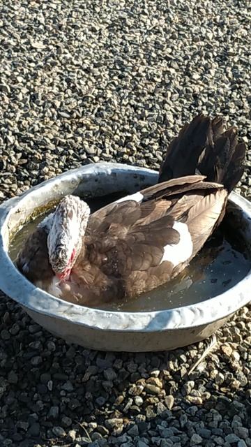 Мускусные утки