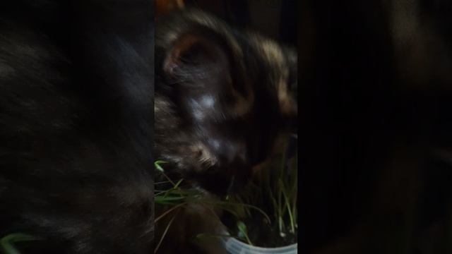 Радуем нашу кошечку вкусняшкой смотреть онлайн