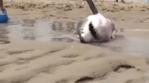 Если бы Это Видео не Сняли на Пляже Никто бы не Поверил!