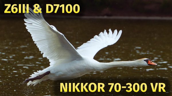 Кое что про Nikkor 70-300 VR ED Nikon Z6 Nikon D7100 2025