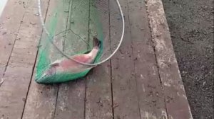 Рыбалка на Верхнем. Клёвое место Лосиный остров.