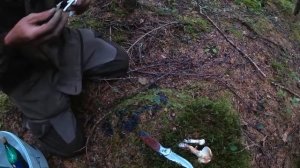 Самый дорогой гриб на Сахалине