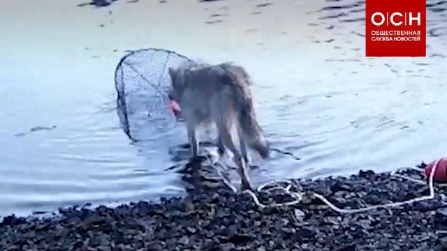 В Канаде дикие волки освоили рыбную ловлю с помощью сетей. смотреть онлайн