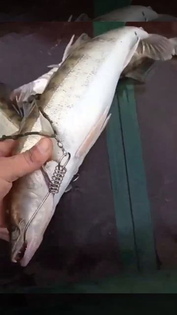 перелов судака