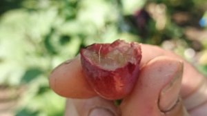 Данило на участке Шульгинова В.Н., полностью созрел на 17- е июля.