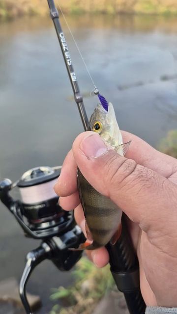 Продолжаю разведывать новые места на реке. Ловлю мормышингом и УЛ Кастингом. Щука и окуни на воблер